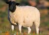 راه های درمان نفخ گوسفند زنده و جلوگیری از نفخ در گوسفندان